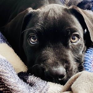 Meet your Posher, Angel